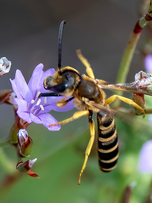 Great Banded Furrow-Bee - Breedbandgroefbij - Halictus scabiosae