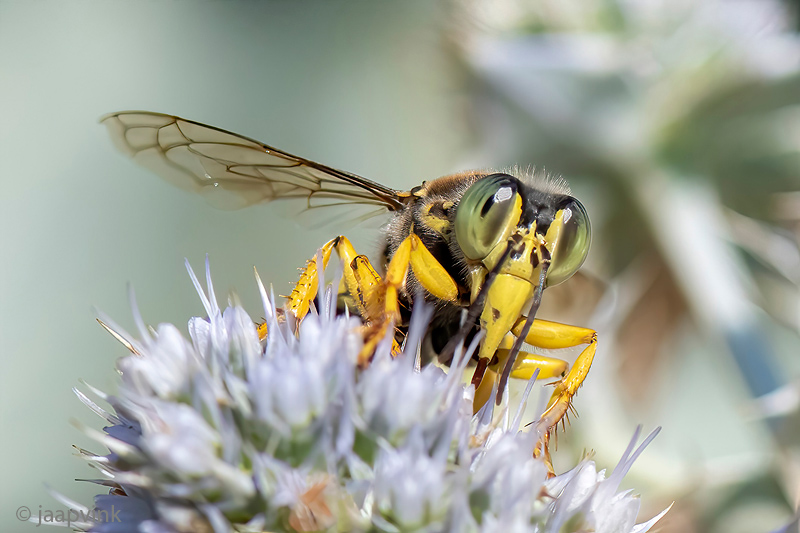 Crabronidae - Harkwesp - Bembix spec