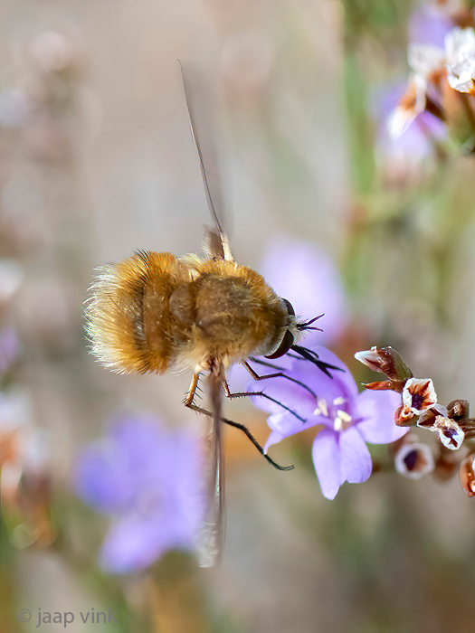 Bombyliidae - Geelknopwolzwever - Bombylius posticus