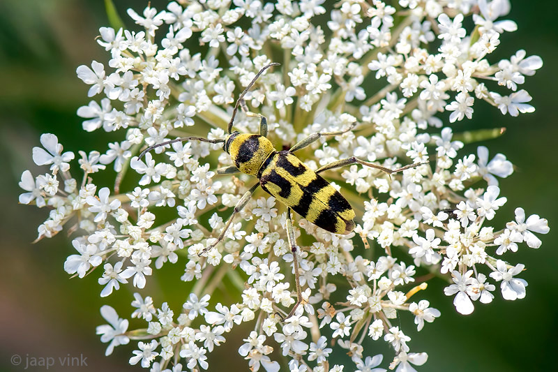 Grape Wood Borer - Kommawespenboktor - Chlorophorus varius