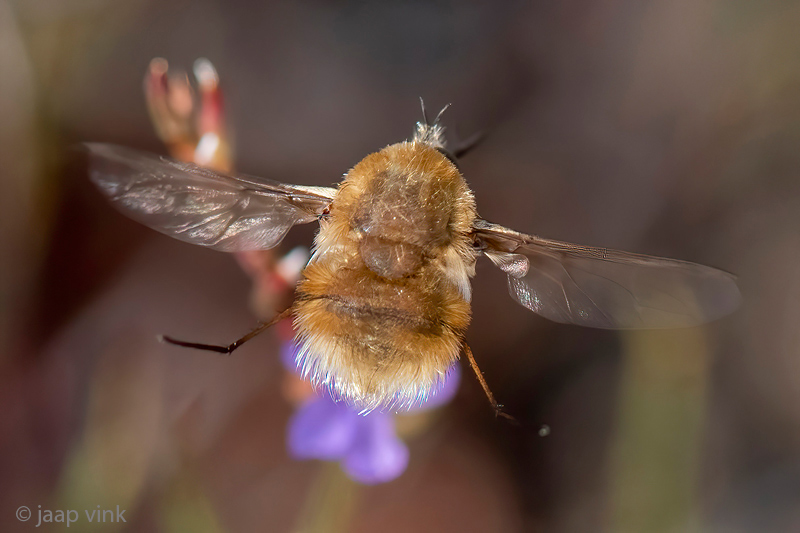 Bombyliidae - Geelknopwolzwever - Bombylius posticus