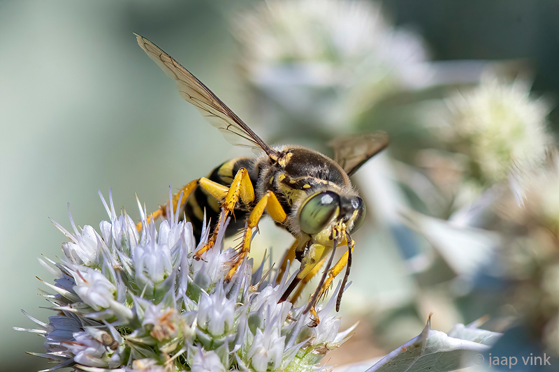 Crabronidae - Harkwesp - Bembix spec