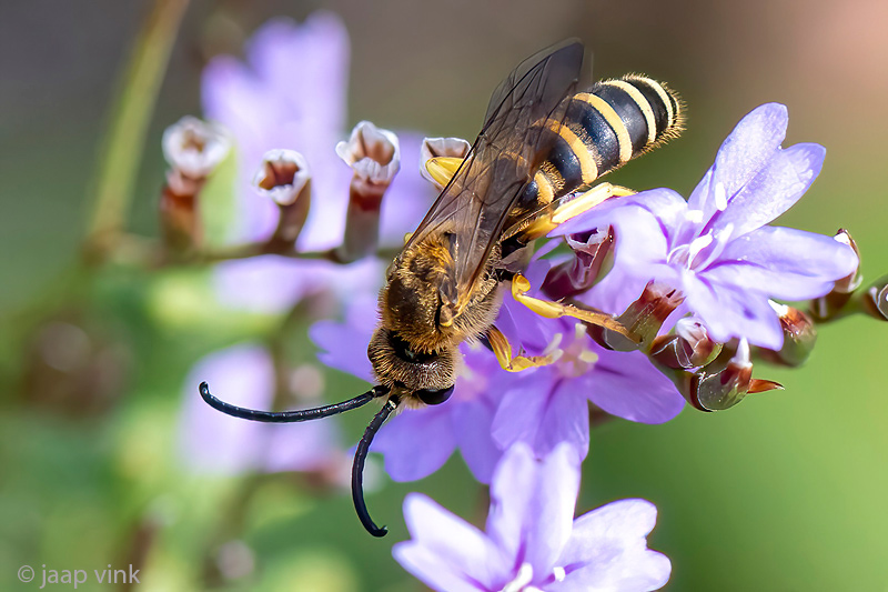 Great Banded Furrow-Bee - Breedbandgroefbij - Halictus scabiosae