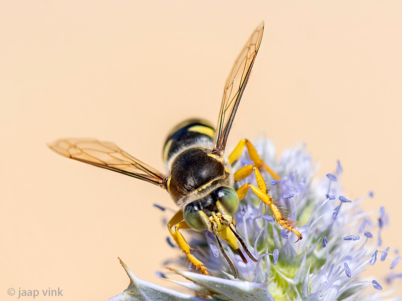 Crabronidae - Harkwesp - Bembix spec