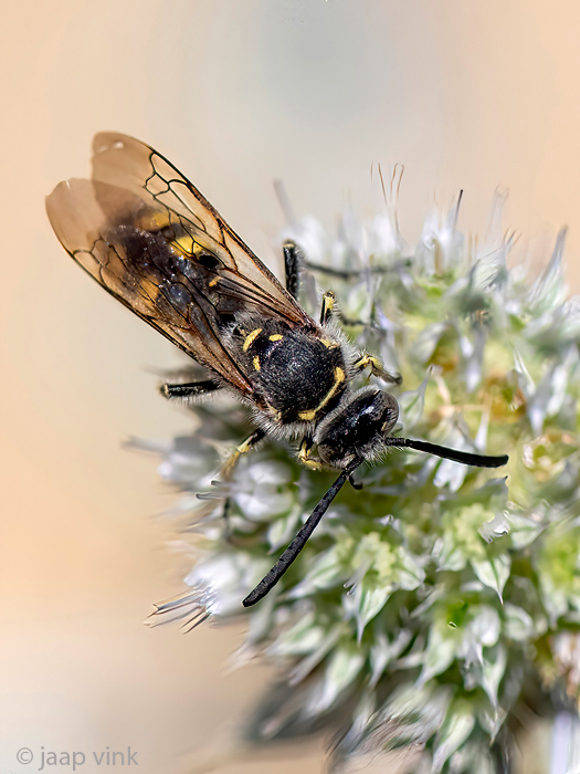Crabronidae - Harkwesp - Bembix spec