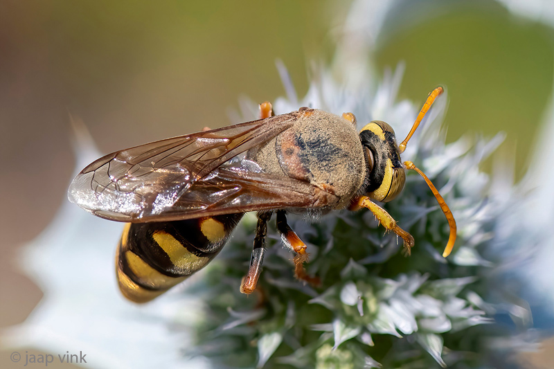 Crabronidae - Graafwesp - Stizus ruficornis