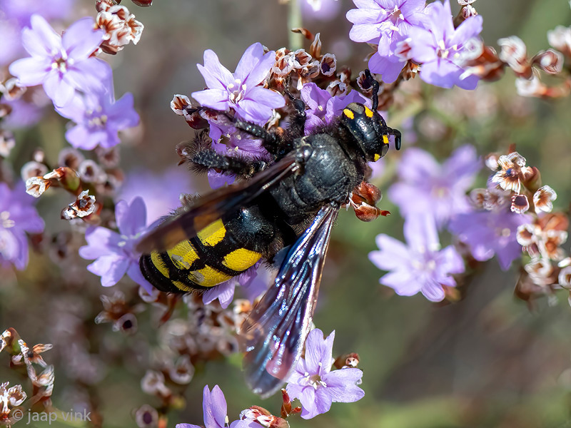 Scoliidae - Dolkwesp - Colpa sexmaculata 