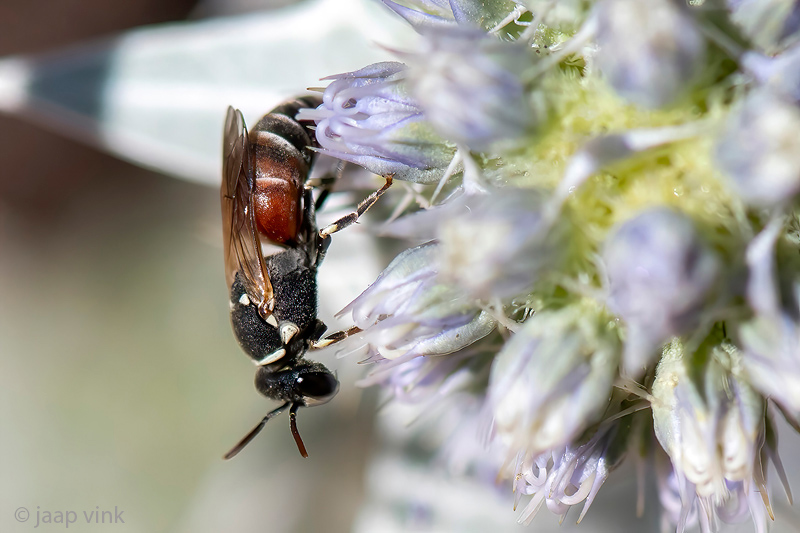 Colletidae - Rode Maskerbij - Hylaeus variegatus