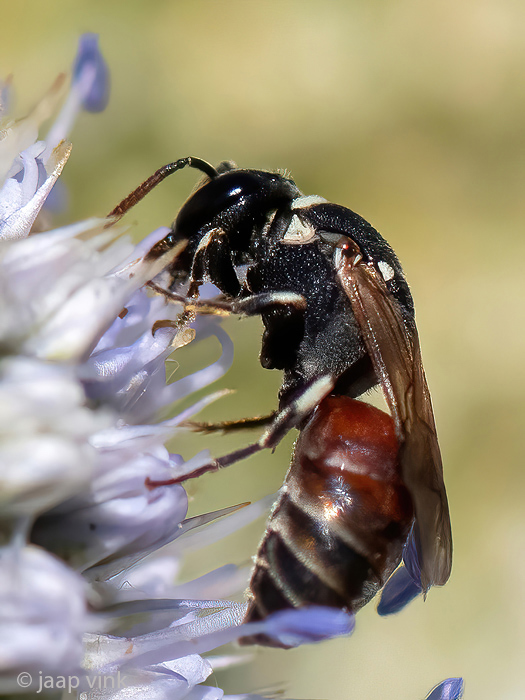 Colletidae - Rode Maskerbij - Hylaeus variegatus
