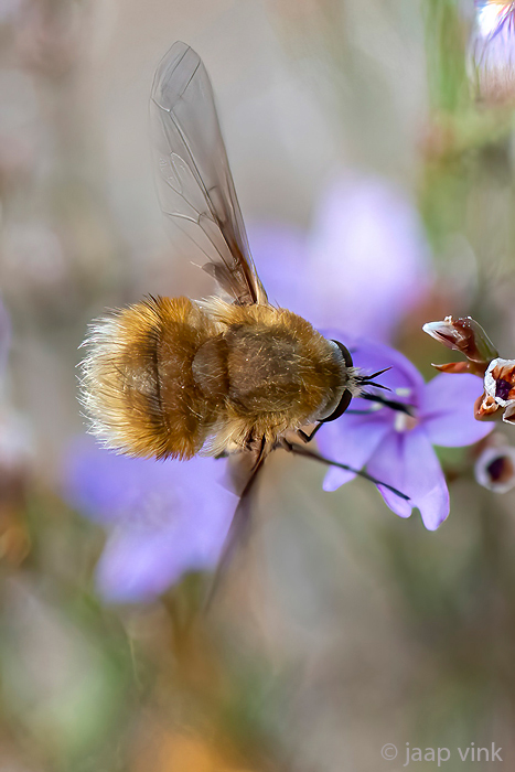 Bombyliidae - Geelknopwolzwever - Bombylius posticus