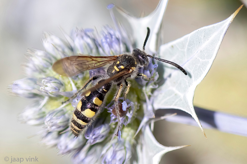 Scoliidae - Dolkwesp - Colpa sexmaculata 