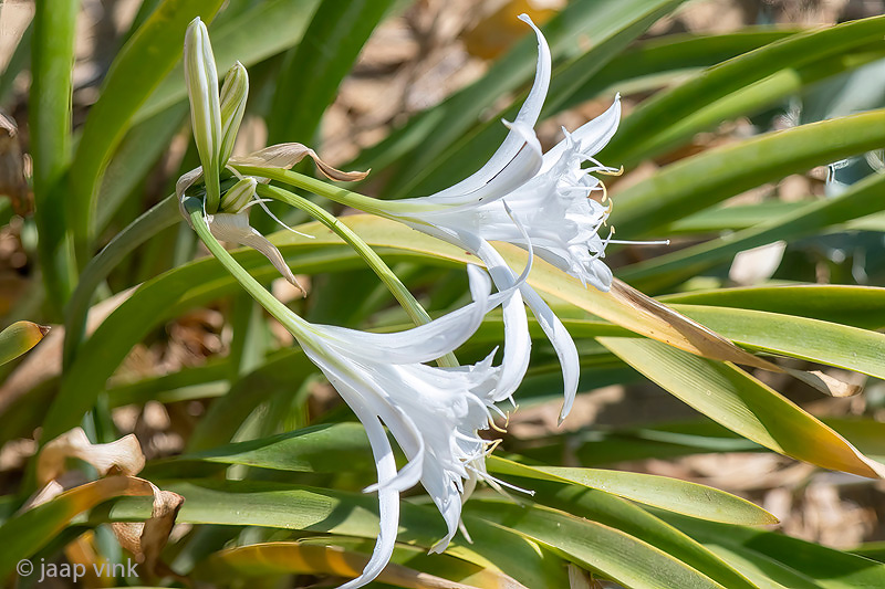 Sea Daffodil - Pancratium maritimum