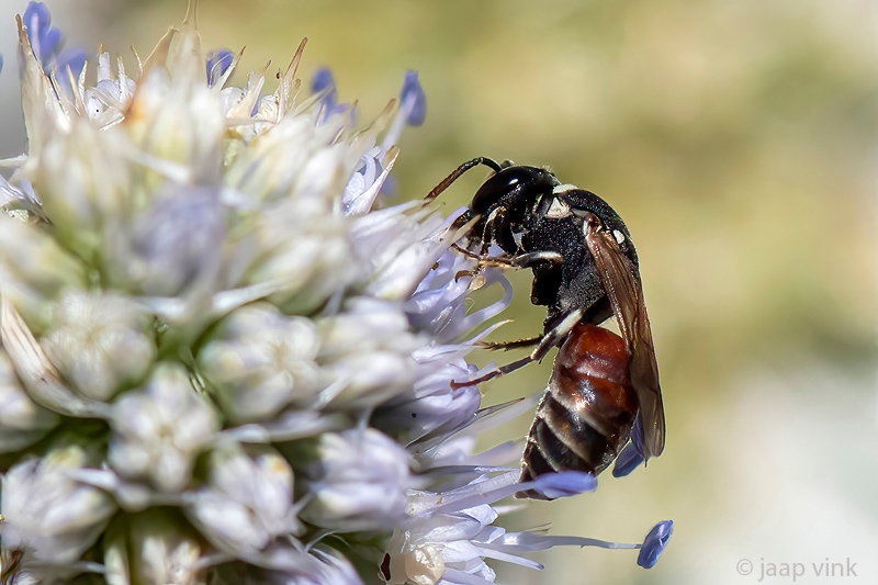 Colletidae - Rode Maskerbij - Hylaeus variegatus
