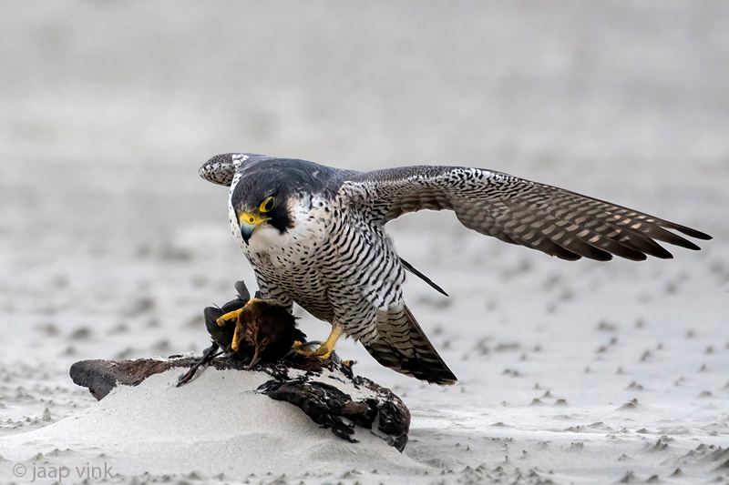 Peregrine - Slechtvalk - Falco peregrinus