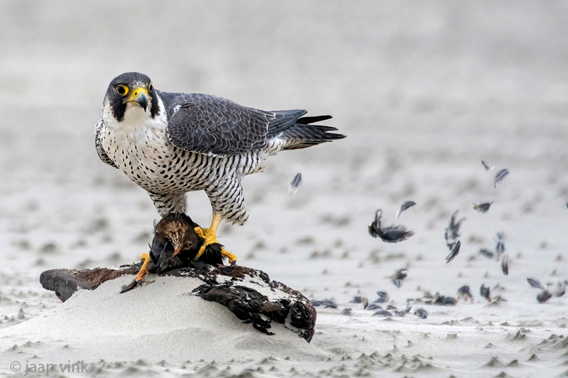 Peregrine - Slechtvalk - Falco peregrinus