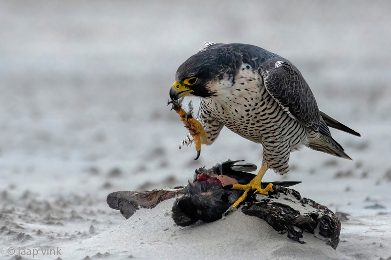 Peregrine - Slechtvalk - Falco peregrinus