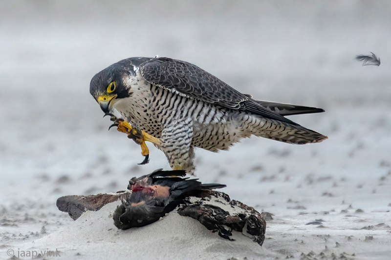 Peregrine - Slechtvalk - Falco peregrinus