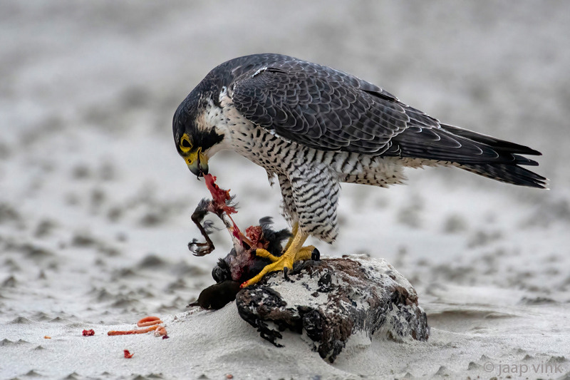 Peregrine - Slechtvalk - Falco peregrinus