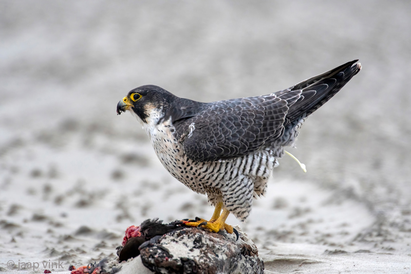 Peregrine - Slechtvalk - Falco peregrinus