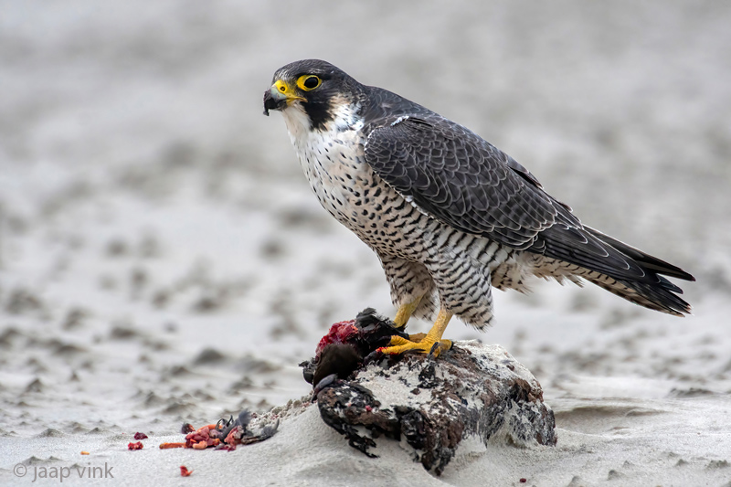 Peregrine - Slechtvalk - Falco peregrinus
