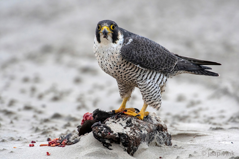 Peregrine - Slechtvalk - Falco peregrinus