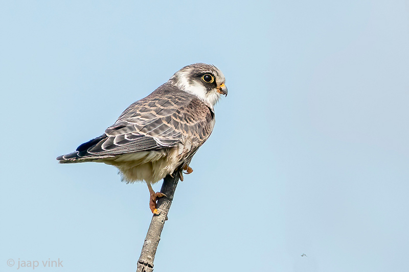 Red-footed Falcon - Roodpootvalk - Falco vespertinus