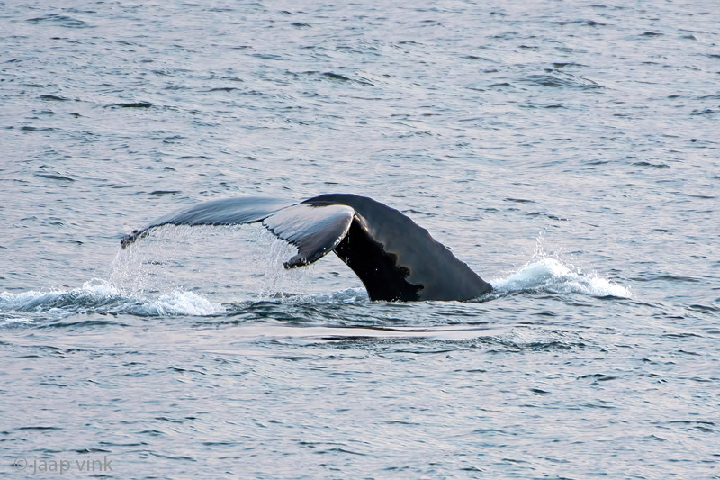 Humpback Whale - Bultrug - Megaptera novaeangliae