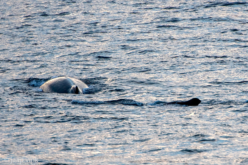 Humpback Whale - Bultrug - Megaptera novaeangliae