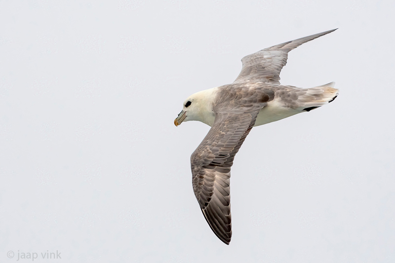 Northern Fulmar - Noordse Stormvogel - Fulmarus glacialis