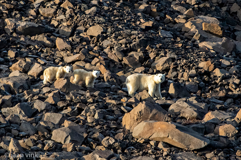 Polar Bear - IJsbeer - Ursus maritimus