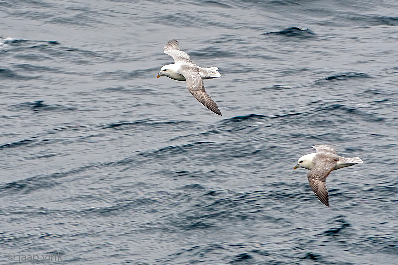 Northern Fulmar - Noordse Stormvogel - Fulmarus glacialis
