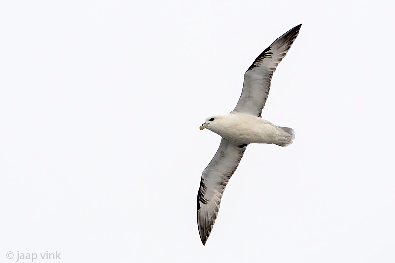 Northern Fulmar - Noordse Stormvogel - Fulmarus glacialis
