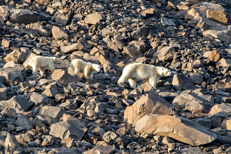 Polar Bear - IJsbeer - Ursus maritimus