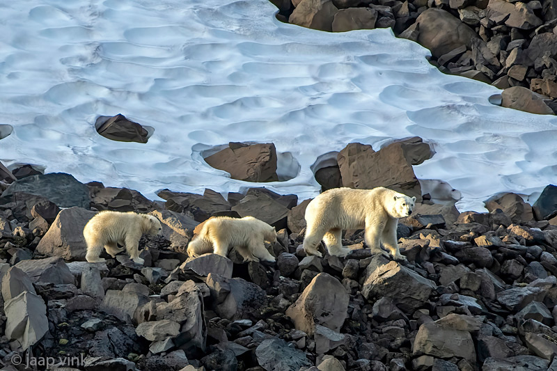 Polar Bear - IJsbeer - Ursus maritimus