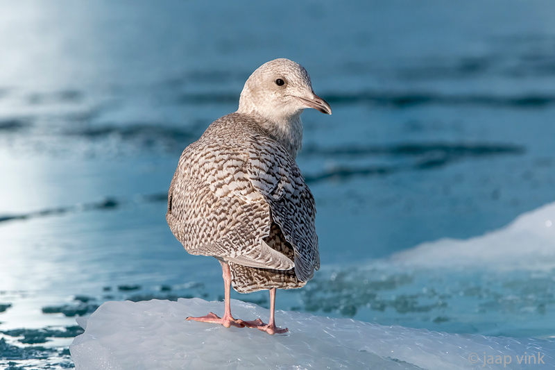 Iceland Gull - Kleine Burgemeester - Larus glaucoides