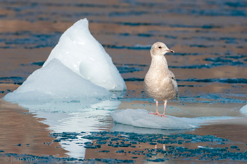Iceland Gull - Kleine Burgemeester - Larus glaucoides