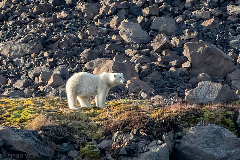 Polar Bear - IJsbeer - Ursus maritimus