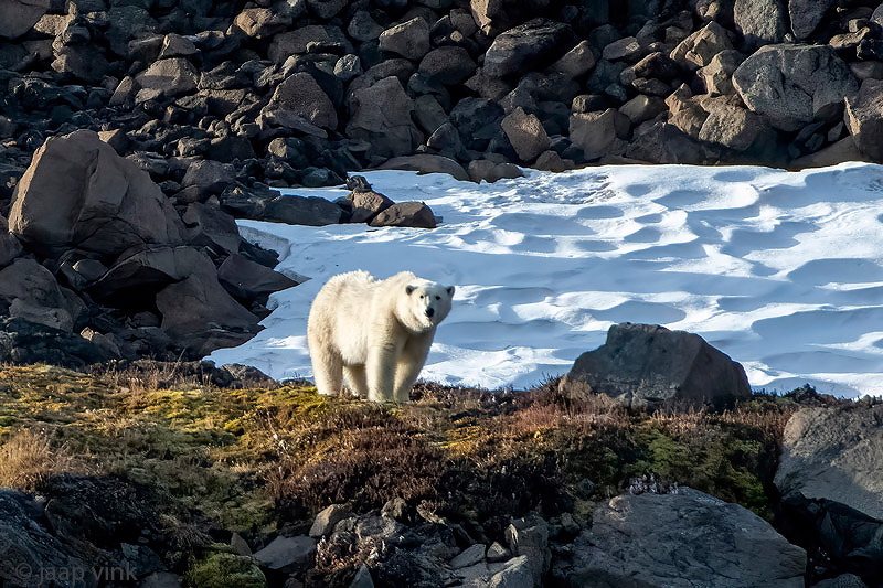 Polar Bear - IJsbeer - Ursus maritimus