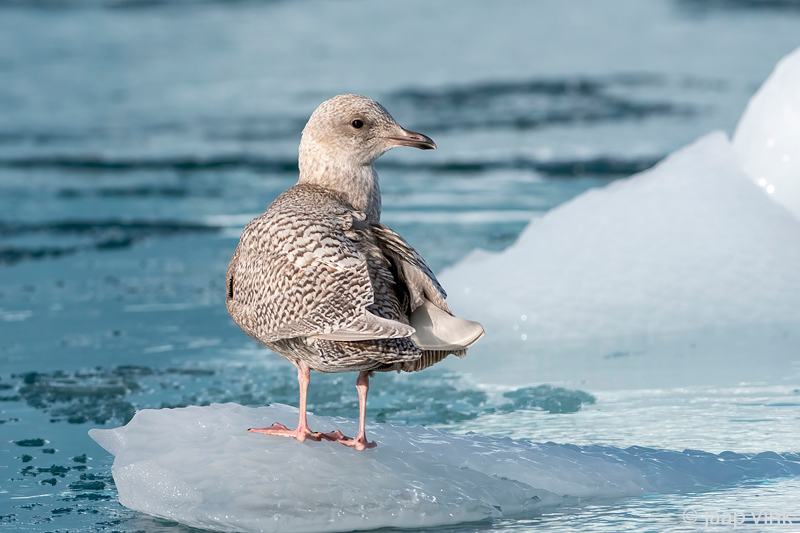 Iceland Gull - Kleine Burgemeester - Larus glaucoides