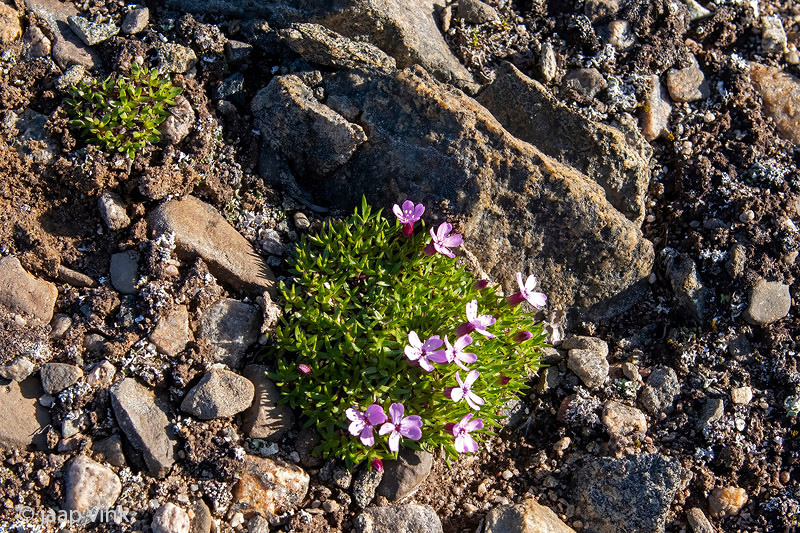 Moss Campion - Stengelloze Silene - Silene acaulis