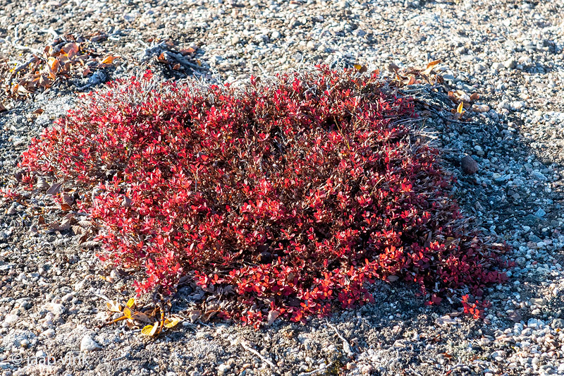 Arctic Willow - Poolwilg - Salix arctica