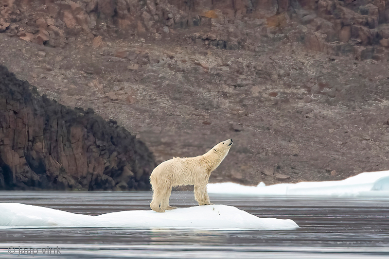 Polar bear - IJsbeer - Ursus maritimus