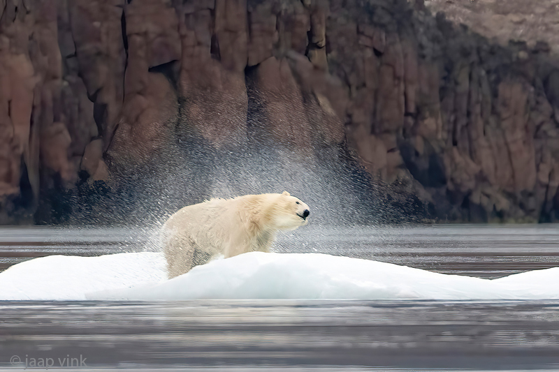 Polar bear - IJsbeer - Ursus maritimus