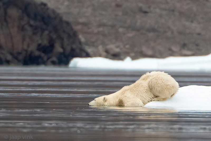 Polar Bear - IJsbeer - Ursus maritimus