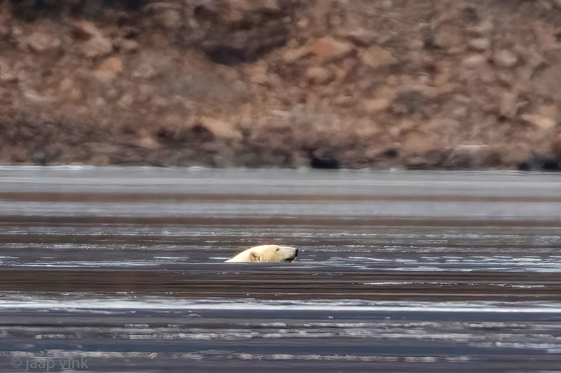 Polar Bear - IJsbeer - Ursus maritimus