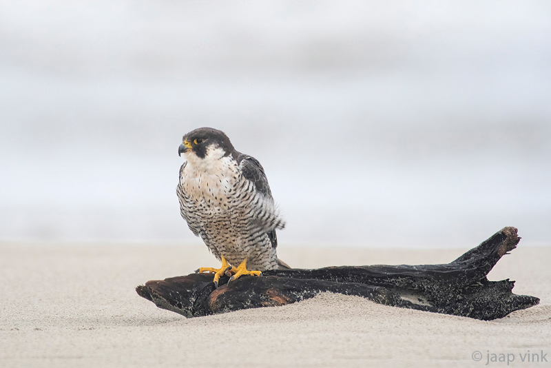 Peregrine - Slechtvalk - Falco peregrinus