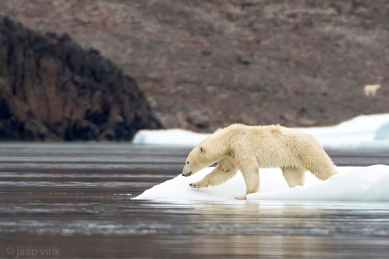 Polar Bear - IJsbeer - Ursus maritimus