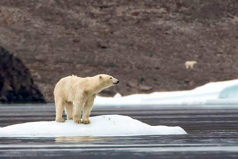 Polar Bear - IJsbeer - Ursus maritimus