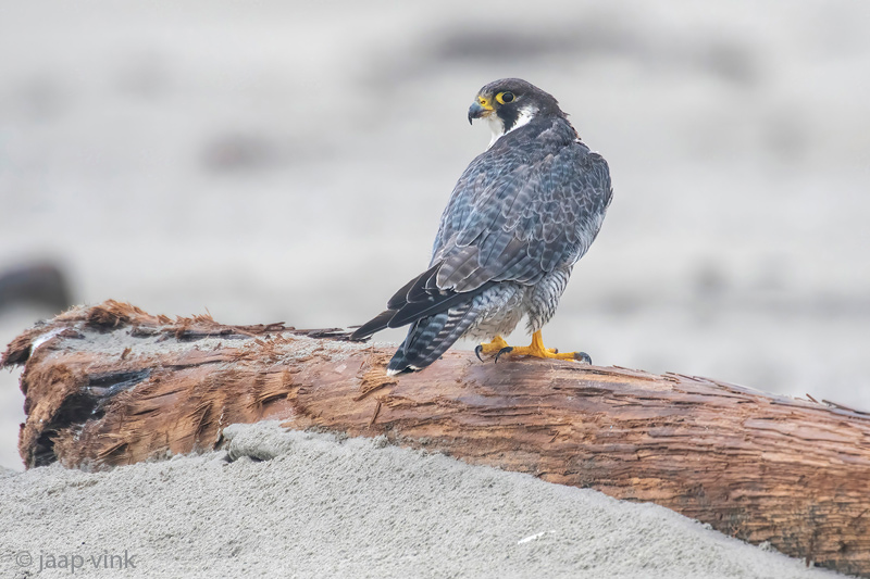 Peregrine - Slechtvalk - Falco peregrinus