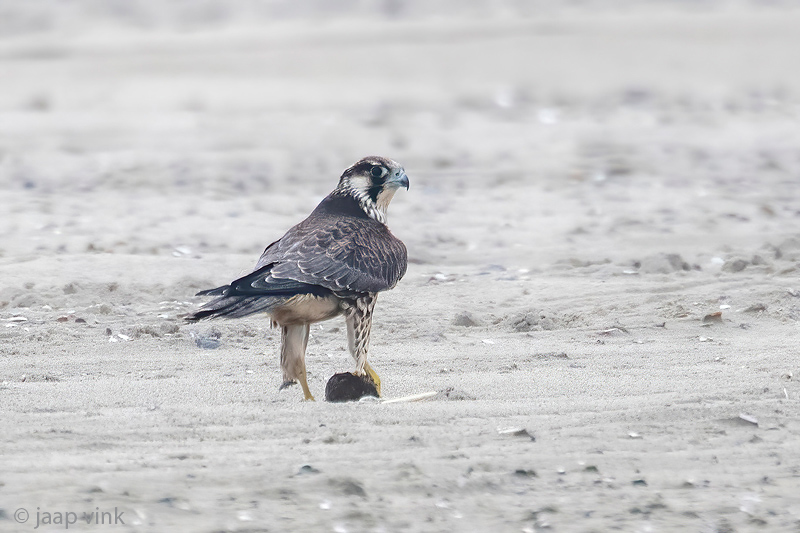 Peregrine - Slechtvalk - Falco peregrinus